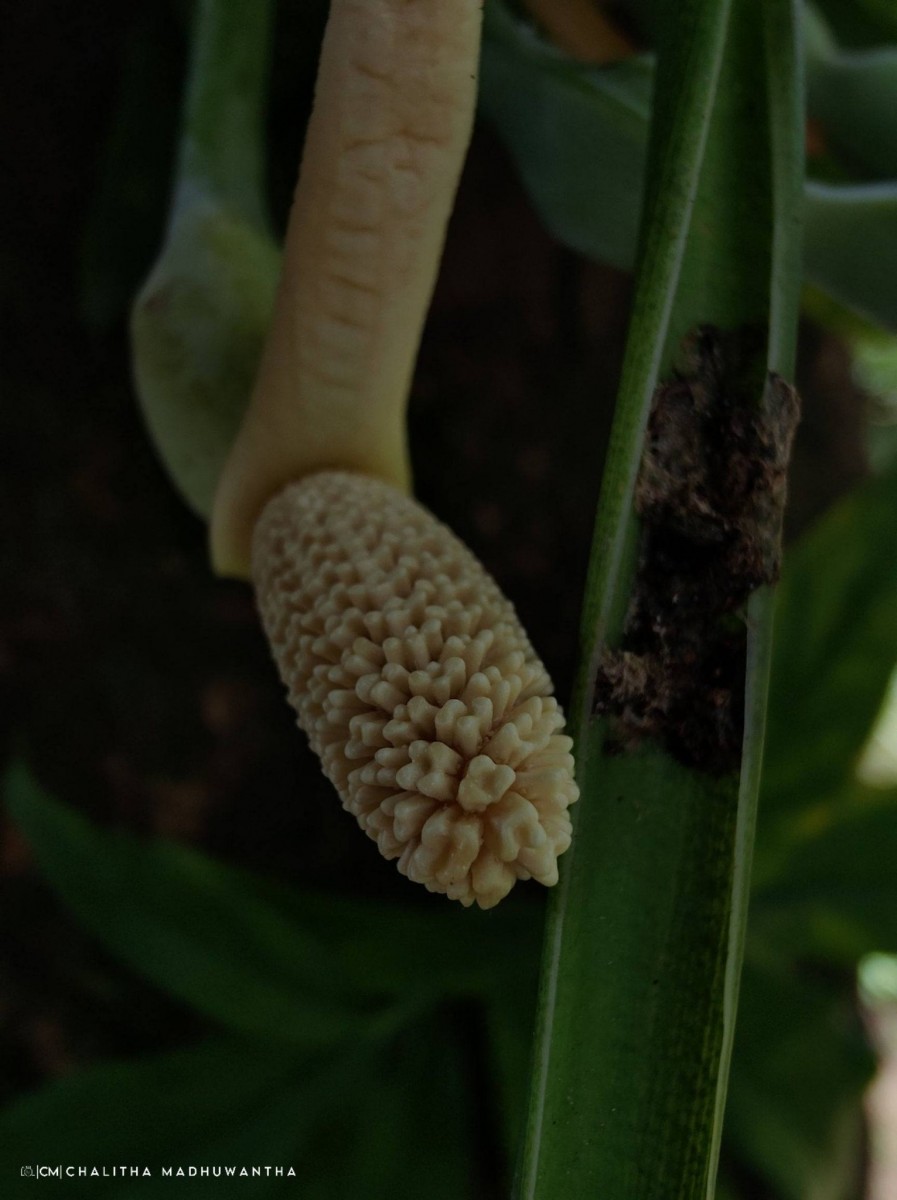 Syngonium angustatum Schott
